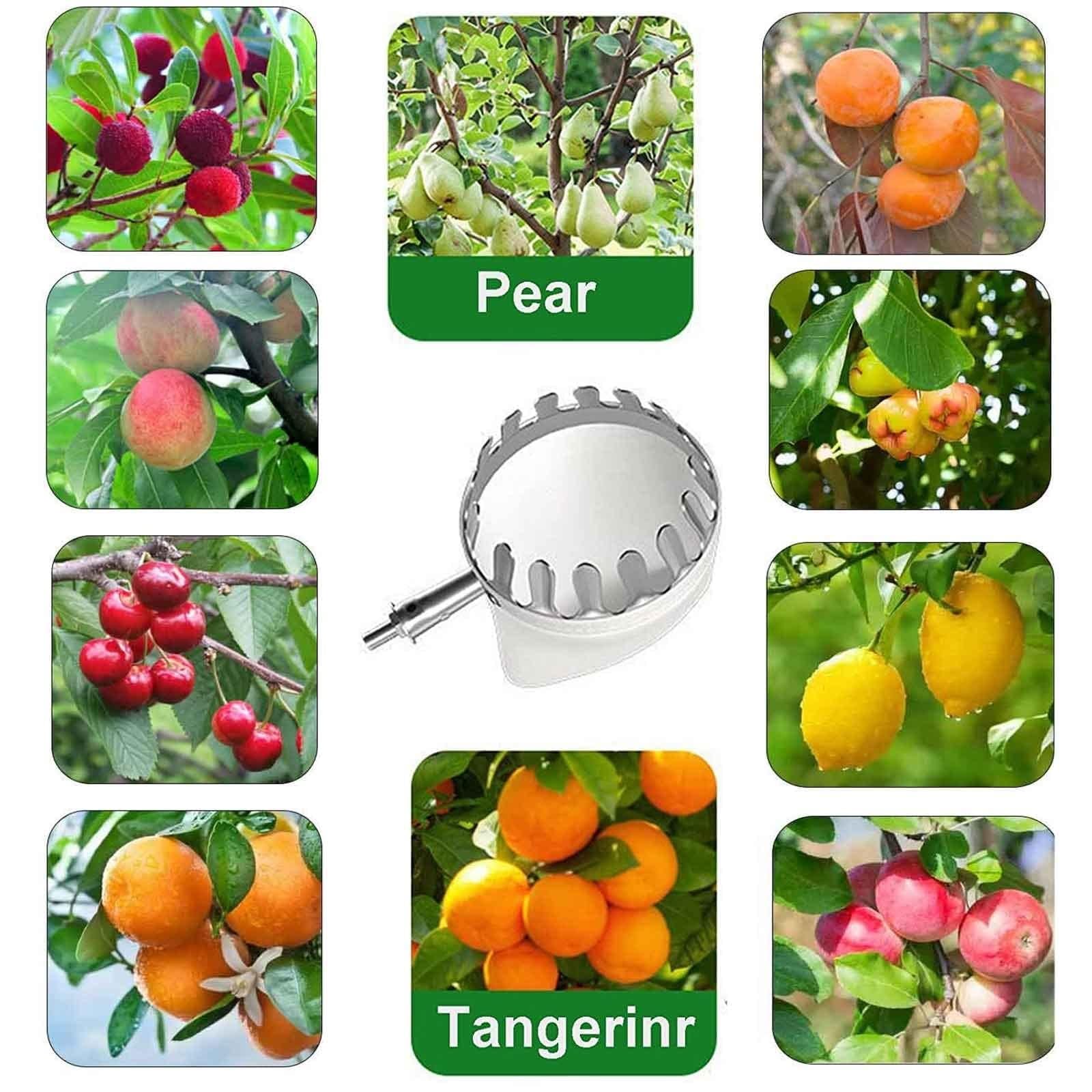 Recolector de Frutas Telescopico Extensible, 2-7M，Dientes de Calibre de Metal, Poste de Conexión de Acero Inoxidable Ligero, Recoger Frutas, Frutas Herramientas Recolectoras para Manzanas | 2m(6.6ft)