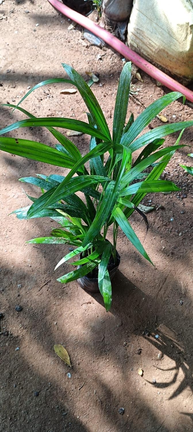 Areca Palm Live Plant - Air Purifier & Decor -2 Areca Palm Live Plant - Air Purifier & Decor -2