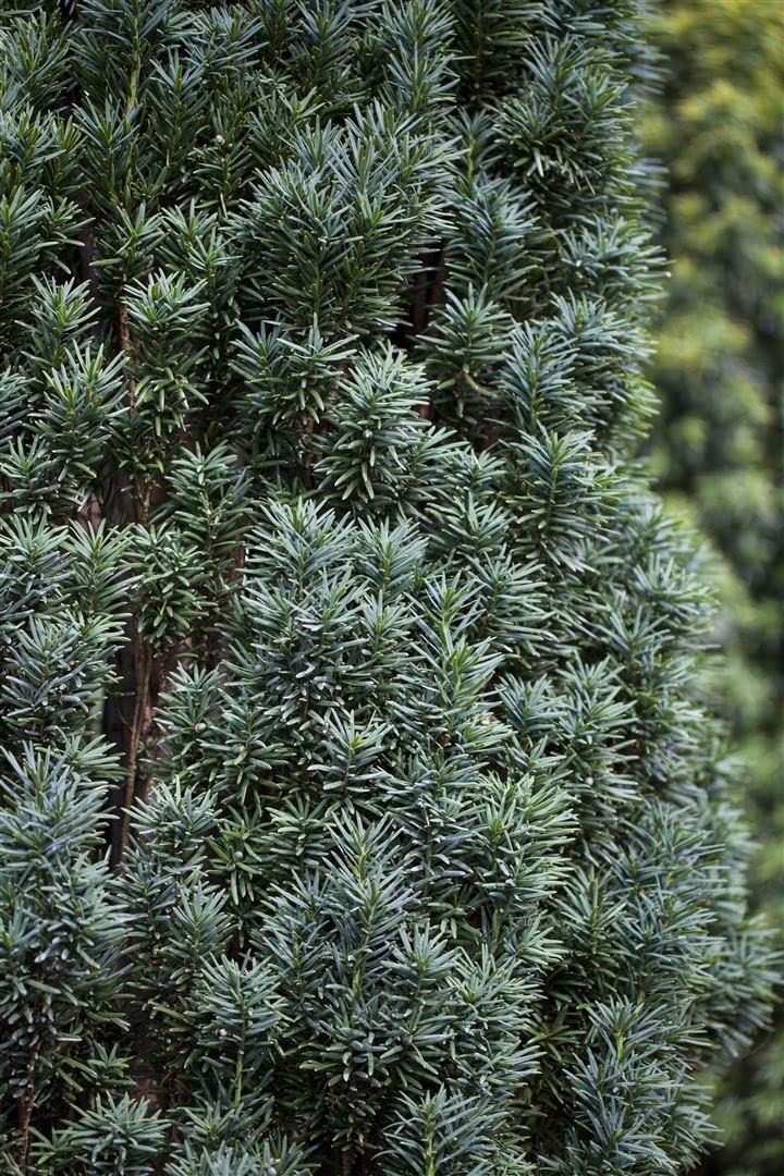 Taxus baccata 'Fastigiata Robusta' 160-180 cm - Sulen-Eibe, immergrn,  ideal fr Hecken und Kbel, winterhart, pflegeleicht : Amazon.de: Garten