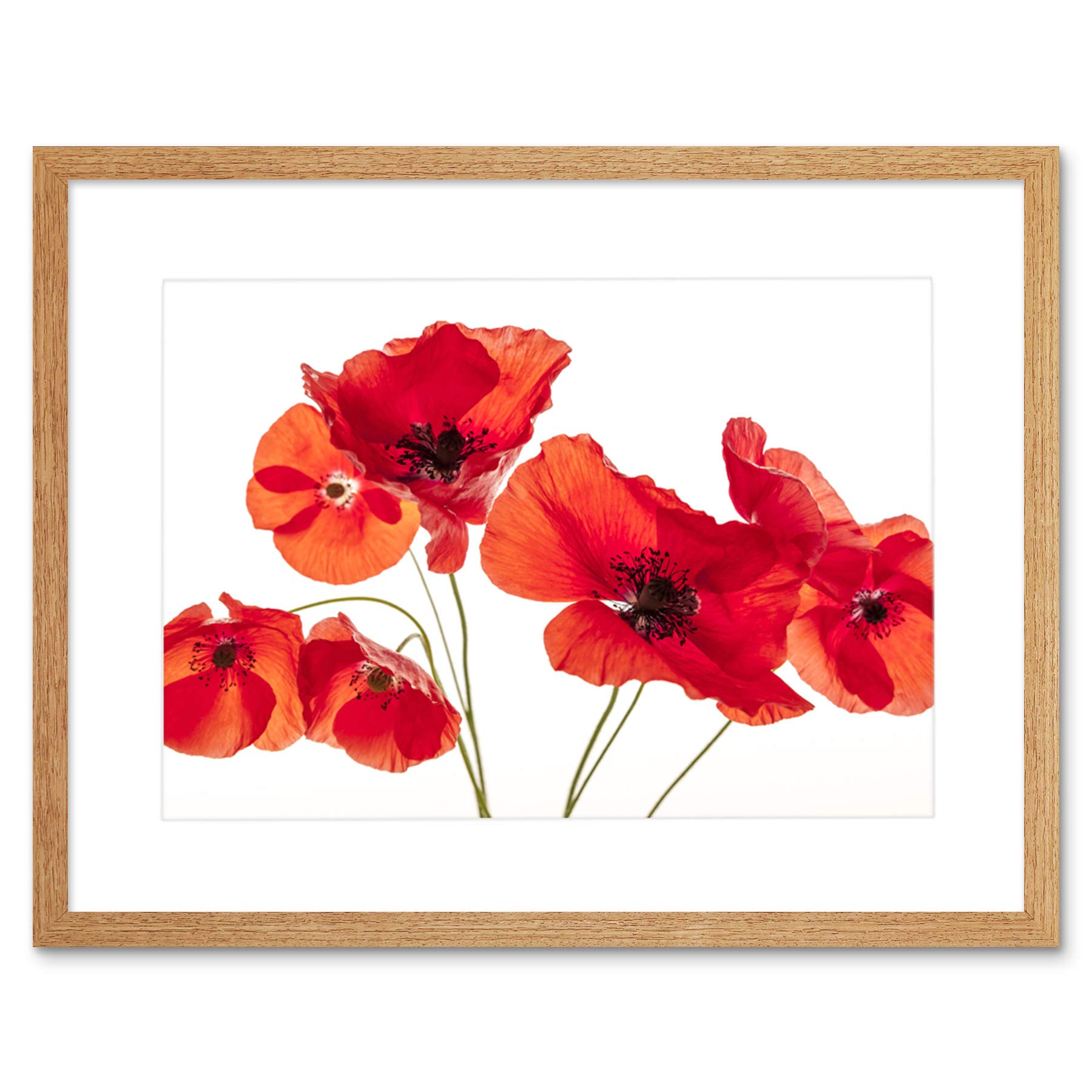 Wee Blue Coo Photo Nature Flower Poppy Heads Red Petals Framed Wall Art Print