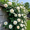 NooElec Seeds India Climbing Rose Flower Seeds, 60 Seeds Pack - Hybrid, Year-Round Blooms, Minimal Care (WHITE)
