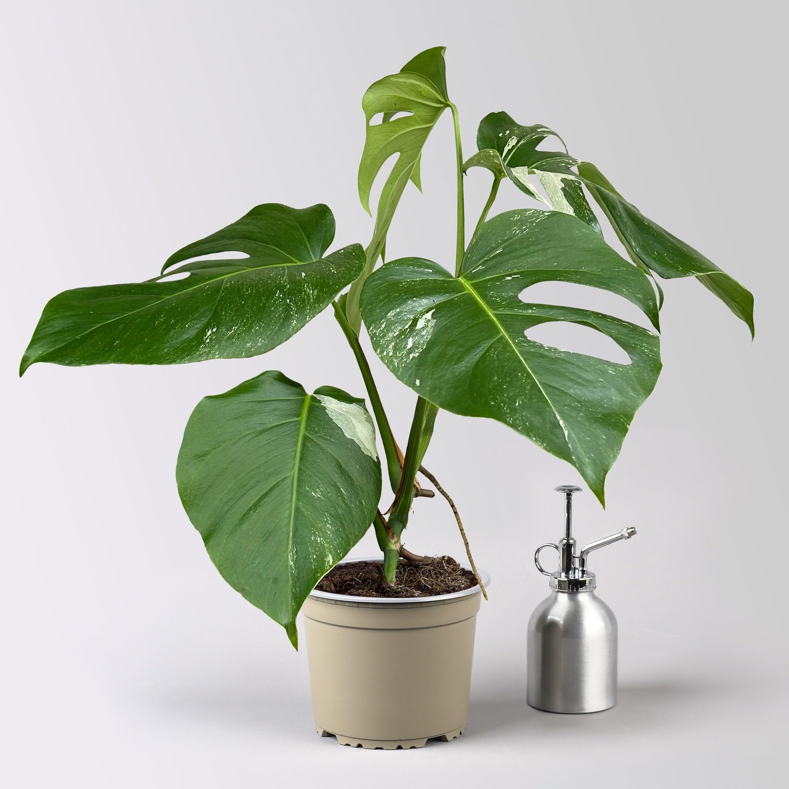Monstera 'Variegata', grn-wei panaschiert, Topf- 15 cm, Hhe ca. 45 cm :  Amazon.de: Garten