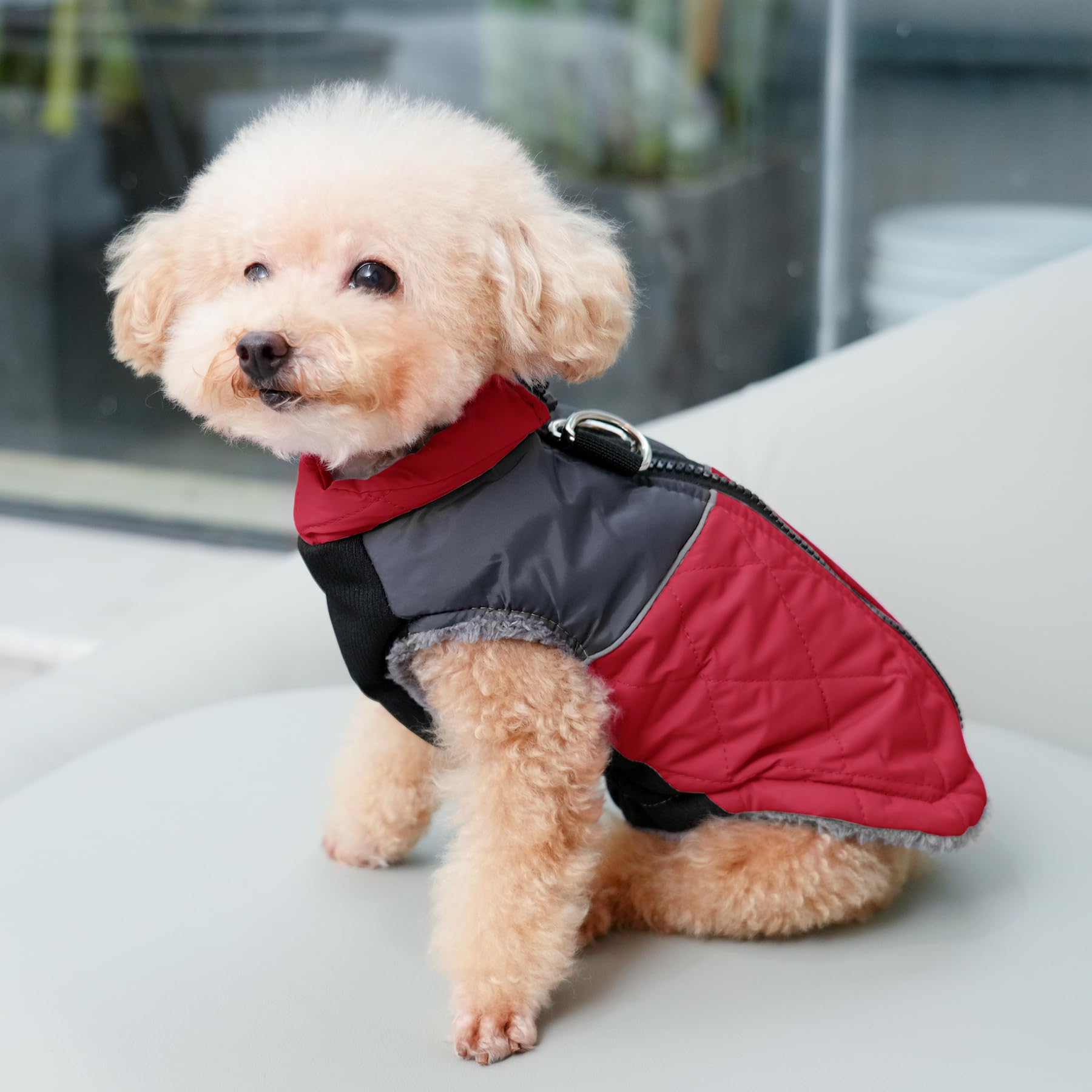 JoyDaog Manteau chaud en polaire pour petits chiens, veste imperméable avec anneaux en D, pour les hivers froids, rouge, taille XS