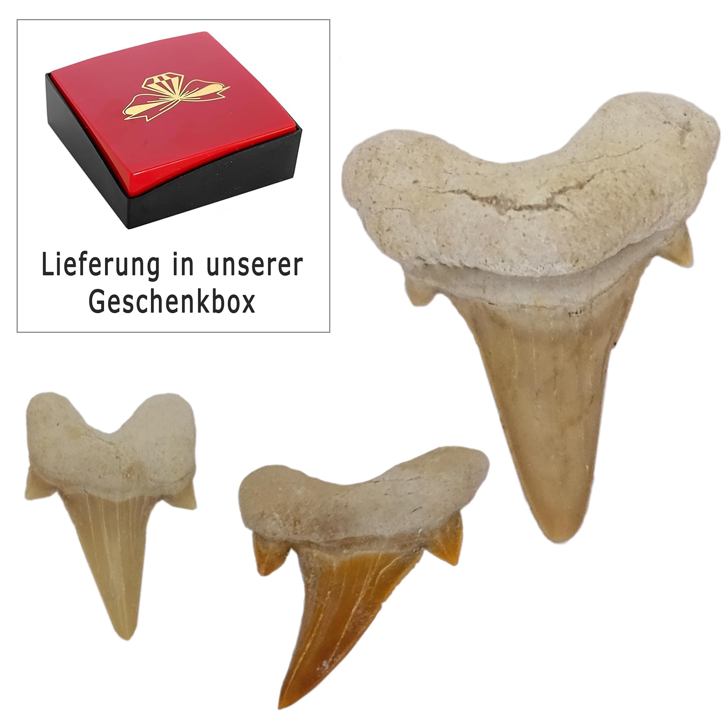 Idée cadeau – Fossiles préhistoriques fossilisés : dents de requin naturelles non traitées XXL (Lot de 3 pièces), 3 Stück, Pierre