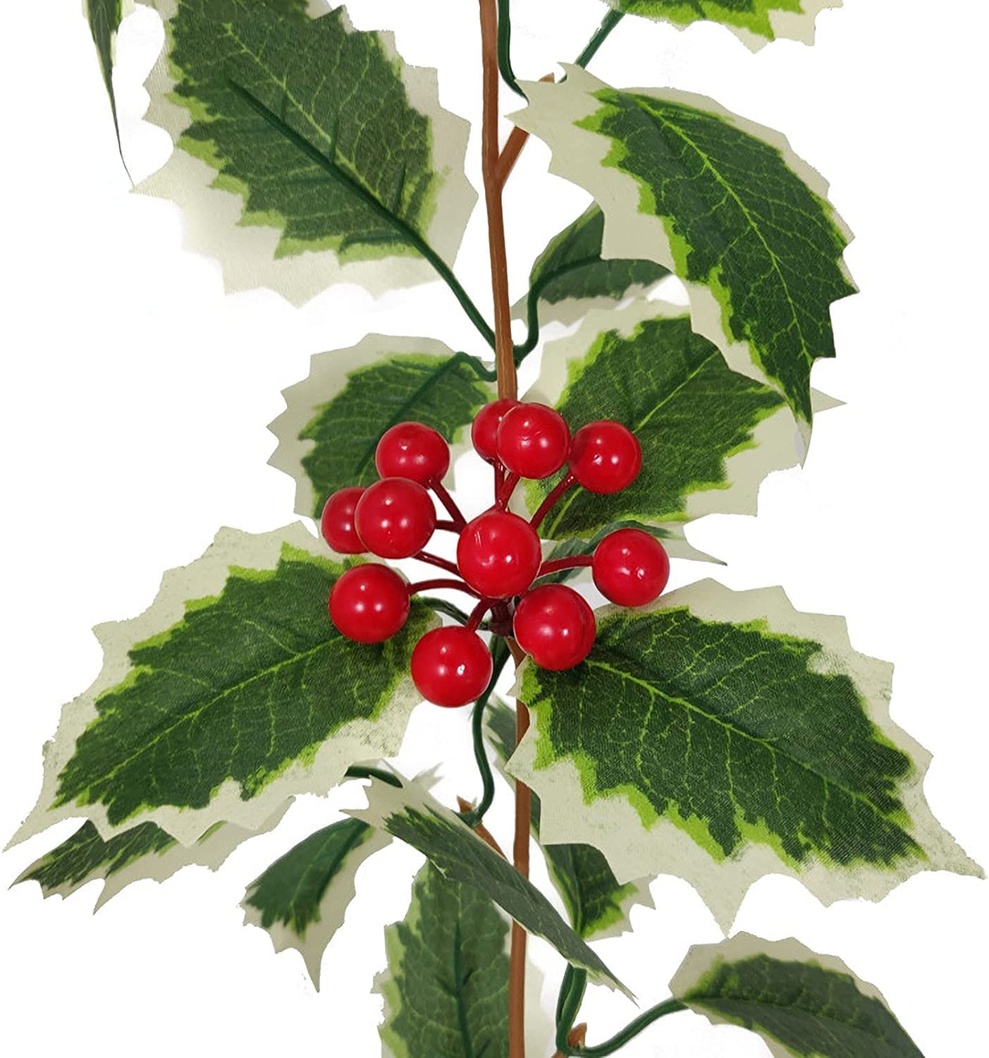 Holly Plant, Red Berries, Leaves Traditional Winter Holidays Vector