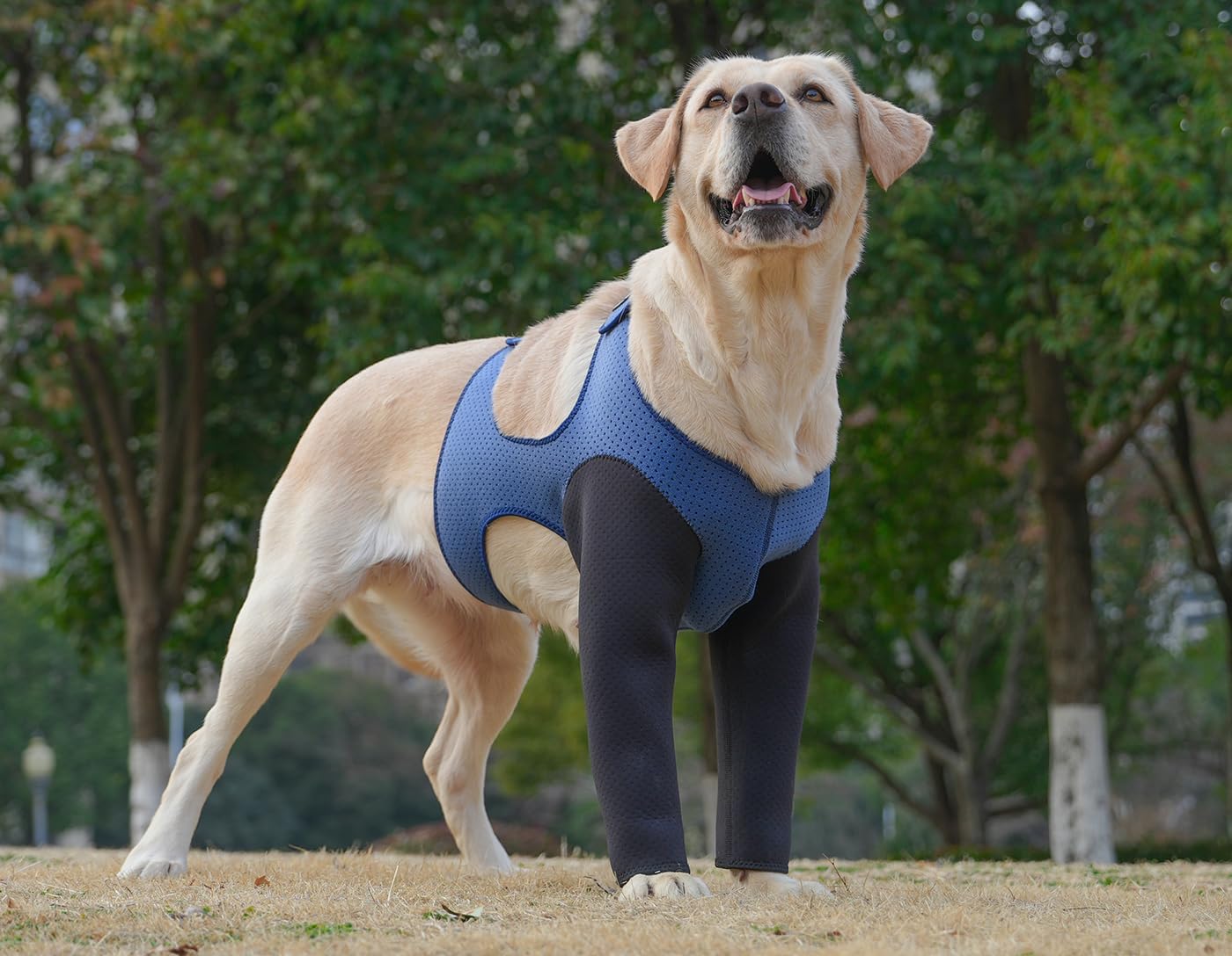 Dog Sleeves for Wounds Both Front Legs，Cone Collar Alternative, Abrasion Resistant Dog Recovery Sleeve, Washable 2.5mm Thick and Bouncy, Breathable Pet Wounds Prevent Licking(3XLarge)