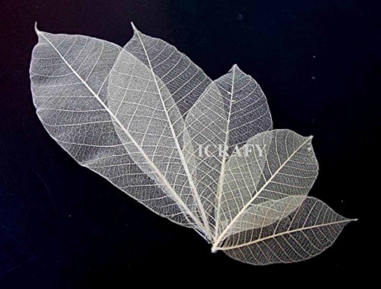 100 Assorted Size 6" 7" Skeleton Natural Rubber Leaves Artificial Leaves Craft Card Scrapbook DIY Handmade Embellishment Decoration Art