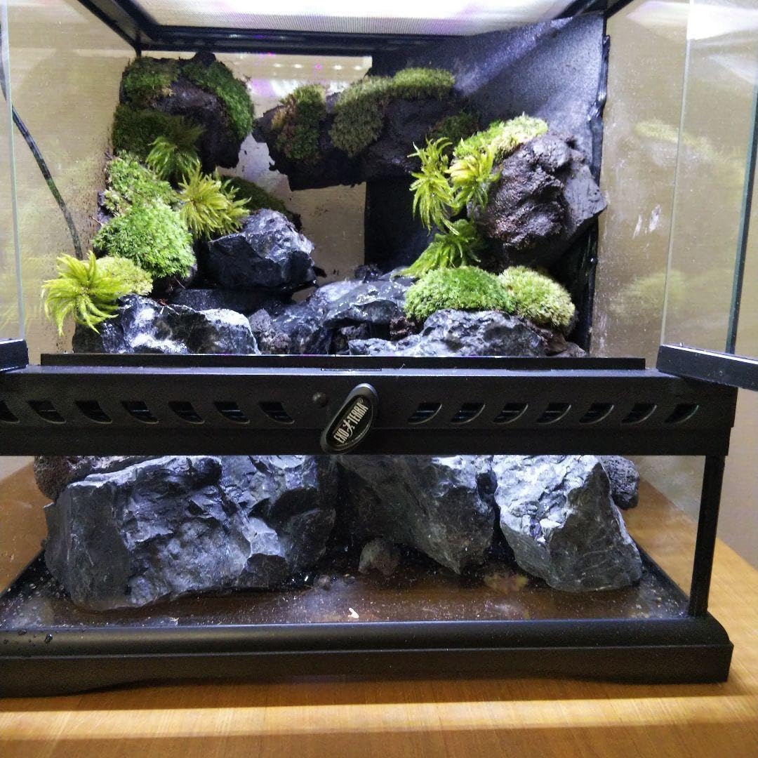 受注生産】イモリウム 苔テラリウム アクアテラリウム グラステラリウム 受注生産】イモリウム 苔テラリウム アクアテラリウム グラステラリウム