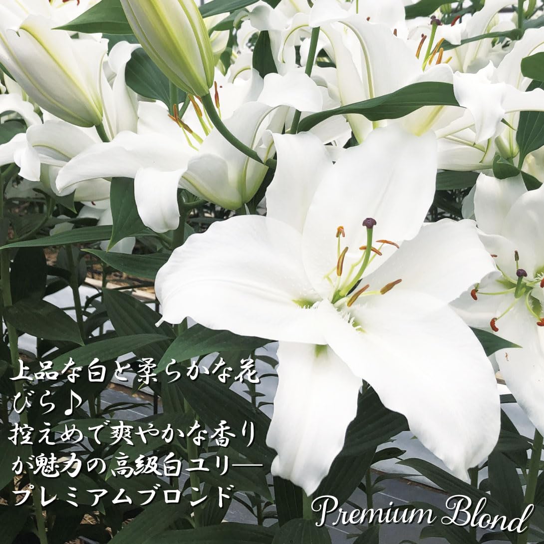Amazon.co.jp: ユリ 球根 花ユリ 特大球プレミアムカサブランカ