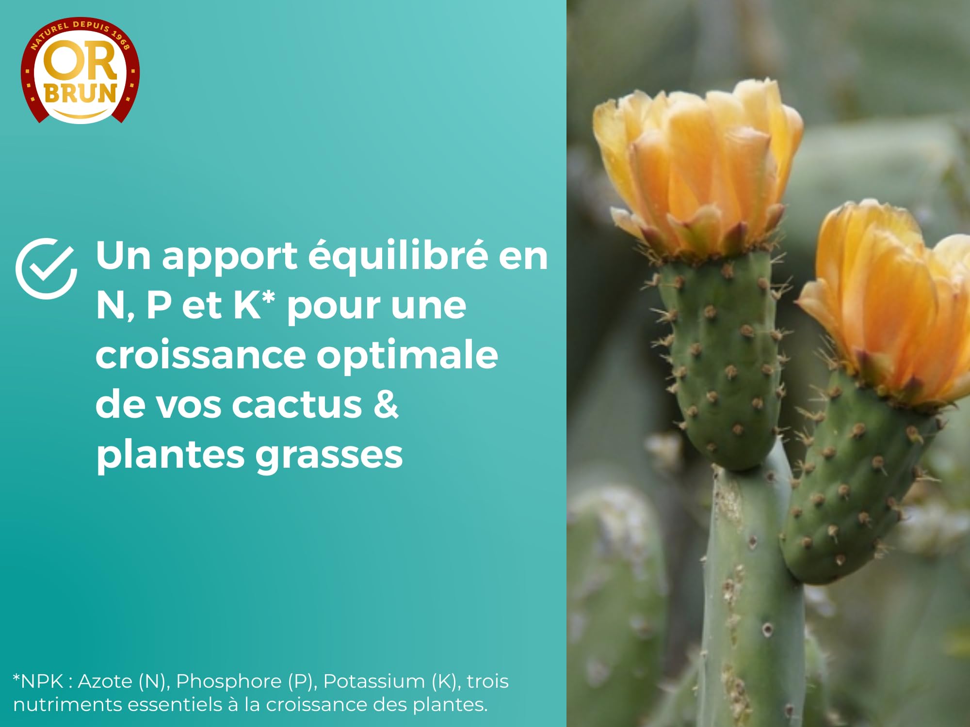 OR BRUN Engrais Cactus & Plantes Grasses - 250ml - Enrichit Les Plantes - Fabriqué En France - Utilisable En Agriculture Biologique OBRECLCACTUS250