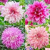 100+ Perennial Dahlia Labyrinth Flower Seeds for Planting - Exotic Labyrinth Dahlia Seeds...
