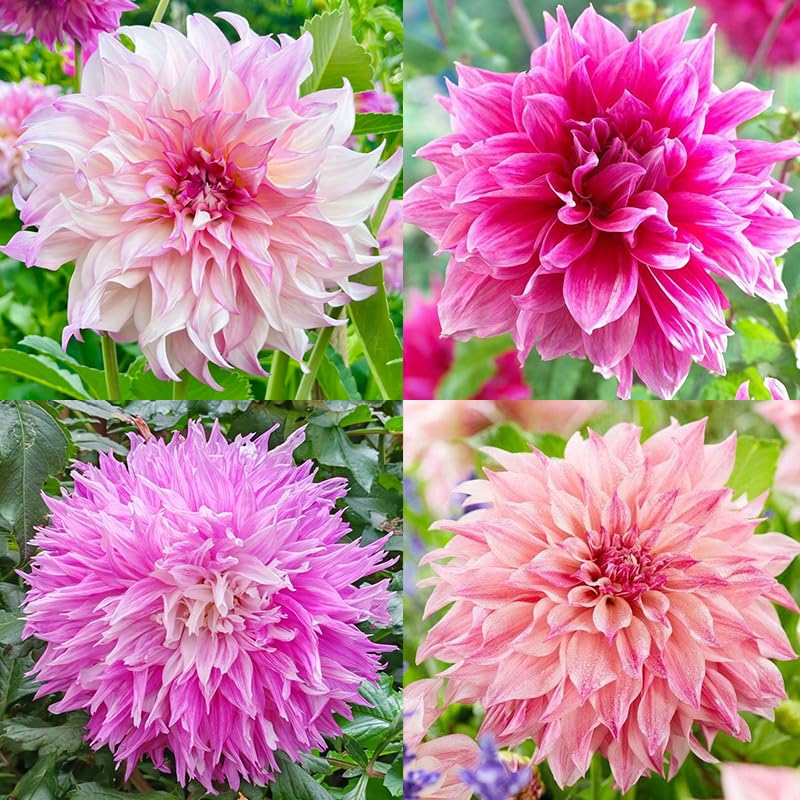 100+ Perennial Dahlia Labyrinth Flower Seeds for Planting - Exotic Labyrinth Dahlia Seeds...