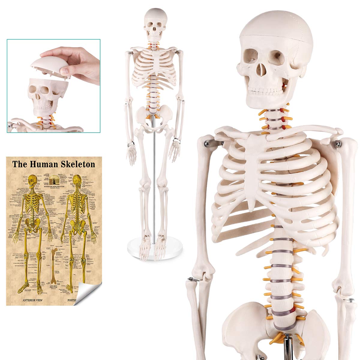 human skeleton model full size