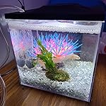 Review Image by Brooke Brooke