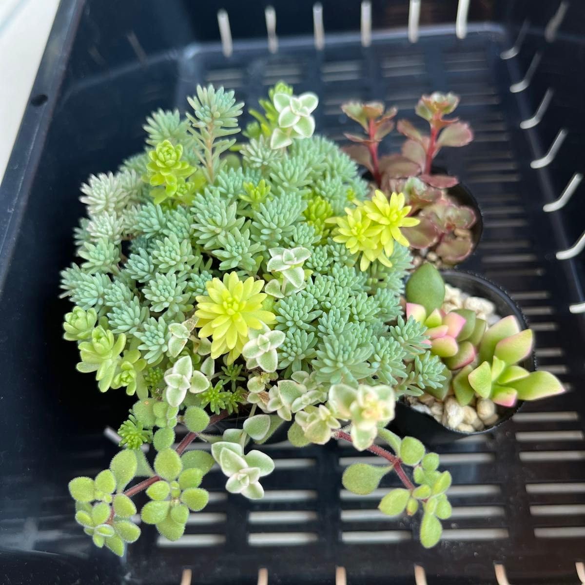 Amazon.co.jp: 多肉植物 セダム抜き苗セット ミックスセダム
