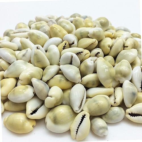 Miniatura 6 de PEPPERLONELY 25PC Day-Break Cowry Sea Shells, Palmadusta Diluculum Shells, 34 pulgadas  1-14 pulgadas