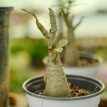 Desert Rose Bulbs for Planting Now UK,Perennial,Desert Rose Plant,Adenium obesum Plant,Mix,Excellent Display-1bulbs-A