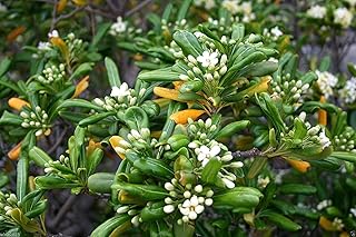 Japanese Cheesewood Seeds, Japanerse Mock-orange, Pittosporum tobira - Perennial