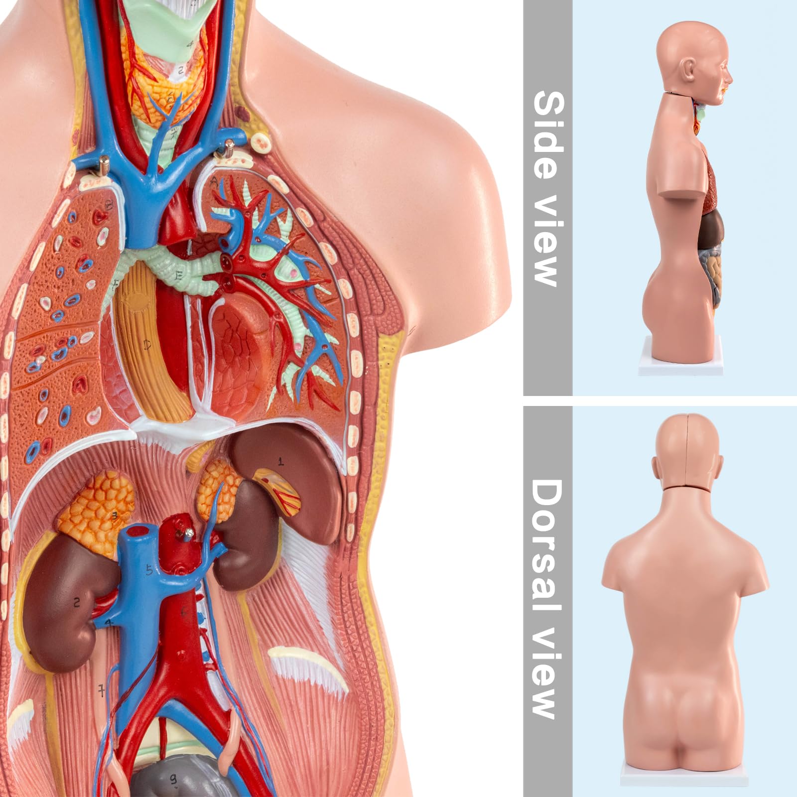 Amazon.com: 2026 New 20 inch Human Torso Model,12 Pcs Removable