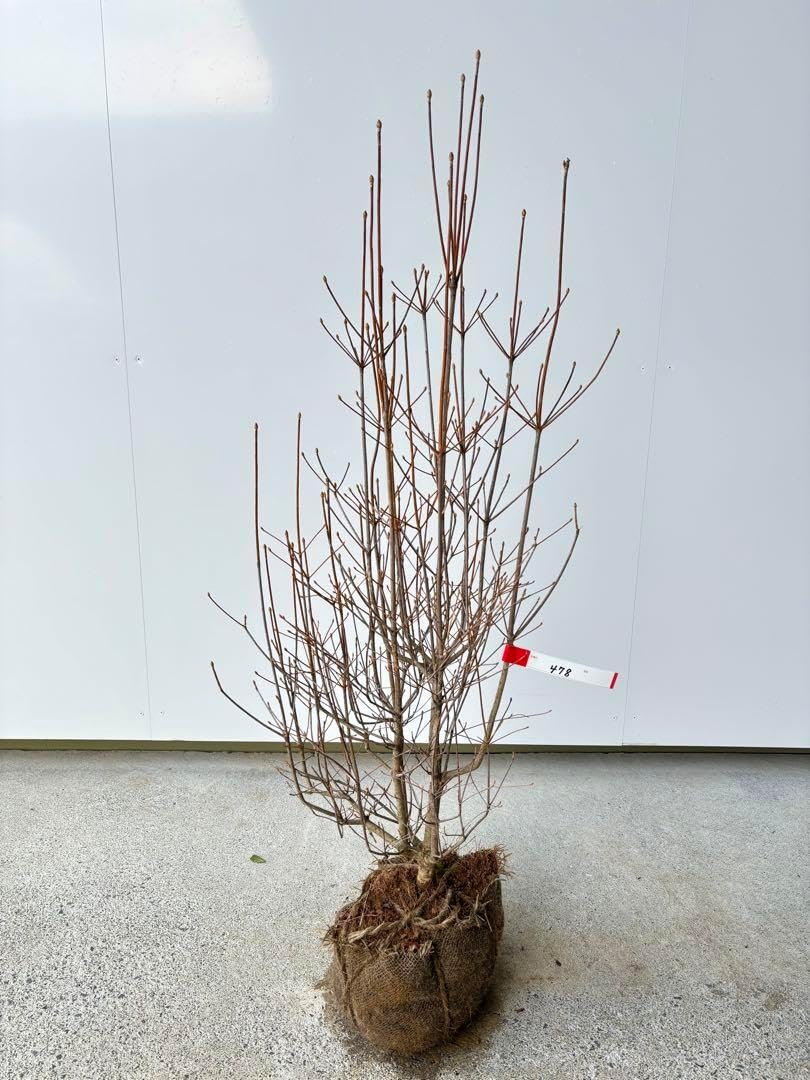 立ち姿が美しい ドウダンツツジ 樹高90cm位 灯台躑躅 紅葉 落葉樹 剪定