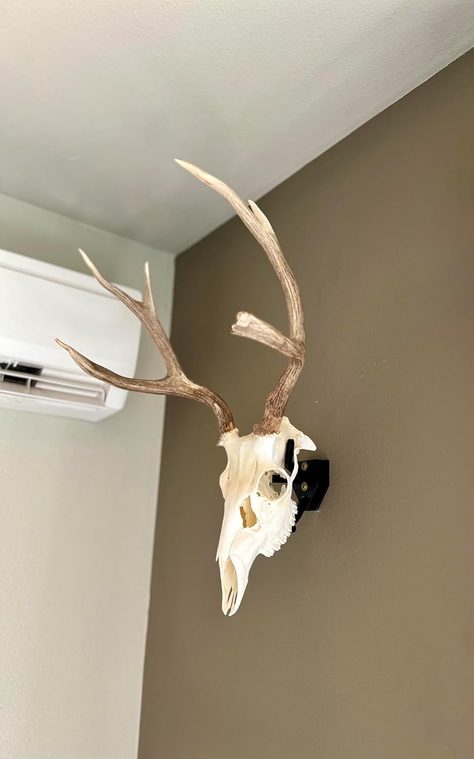 European Skull Mount Hangers Trophy Buck: Deer, Raging Bull: Elk, and Mammoth: Steer/Bison/Moose (Trophy Buck Black)