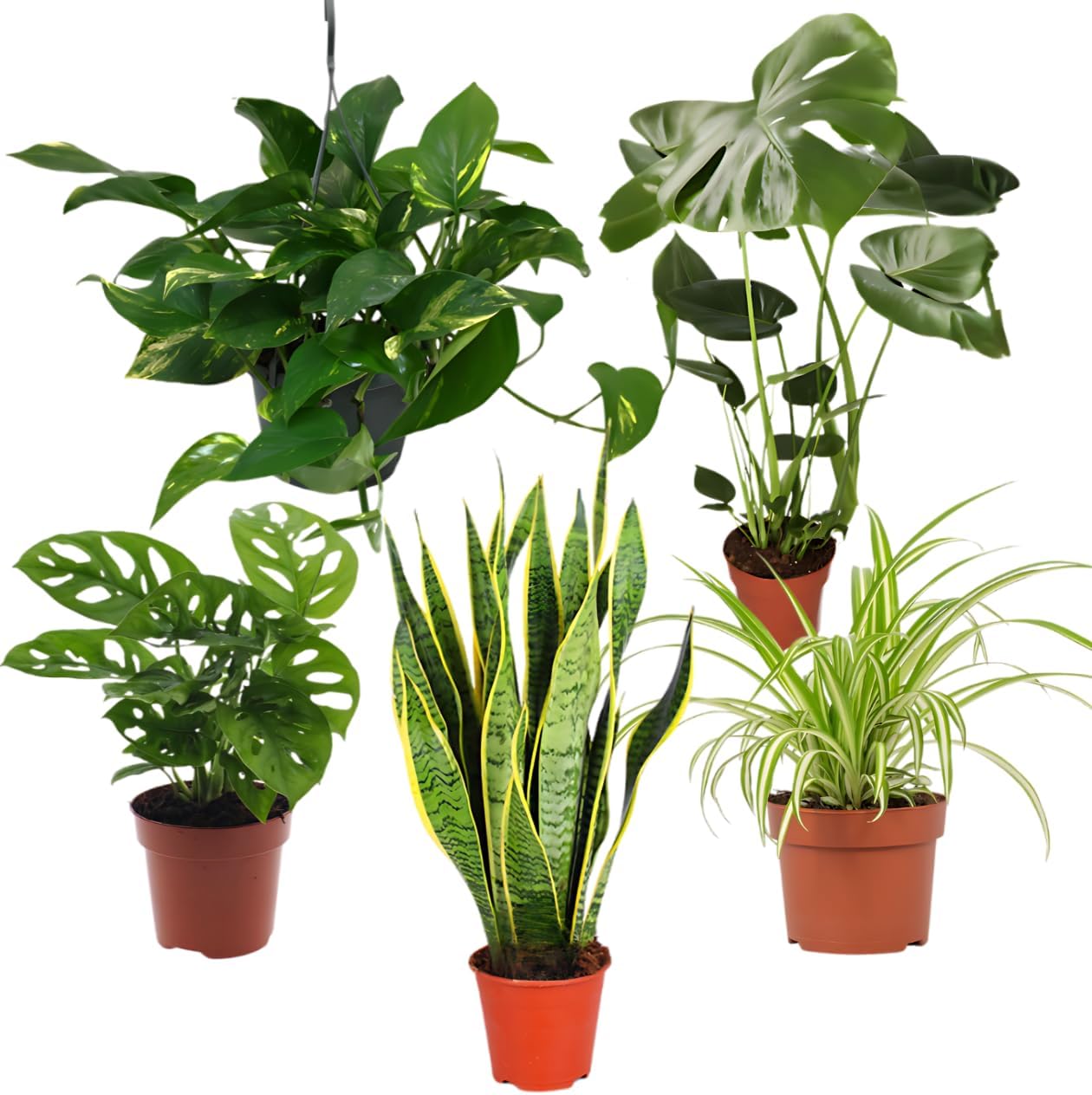EasyCare Plant Set Set of 5 Monstera Sansevieria Ivy Martinique | Ubuy