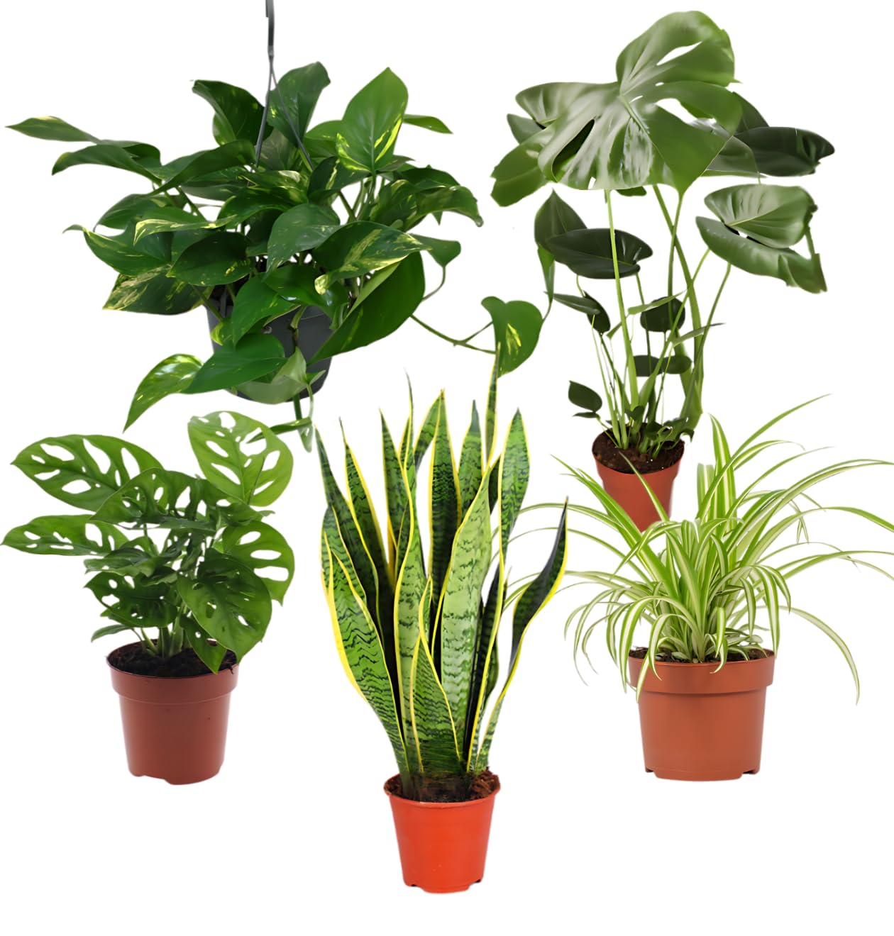 xanthosoma mickey mouse variegata Xanthosoma Mickey Mouse | Alocasia Mickey Mouse
