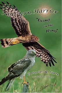 "Northern Harrier, Living on the Wing" Wildlife Video DVD Birds of Prey Raptors Hawks