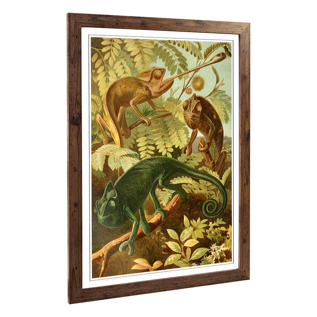 Big Box Art Framed Print of Vintage Brehms Tierlben Chameleon Design | Wall Art Picture | Home Decor for Kitchen, Living Room, Bedroom, Hallway, Walnut, A2 / 24.5x18 Inch / 62x45cm