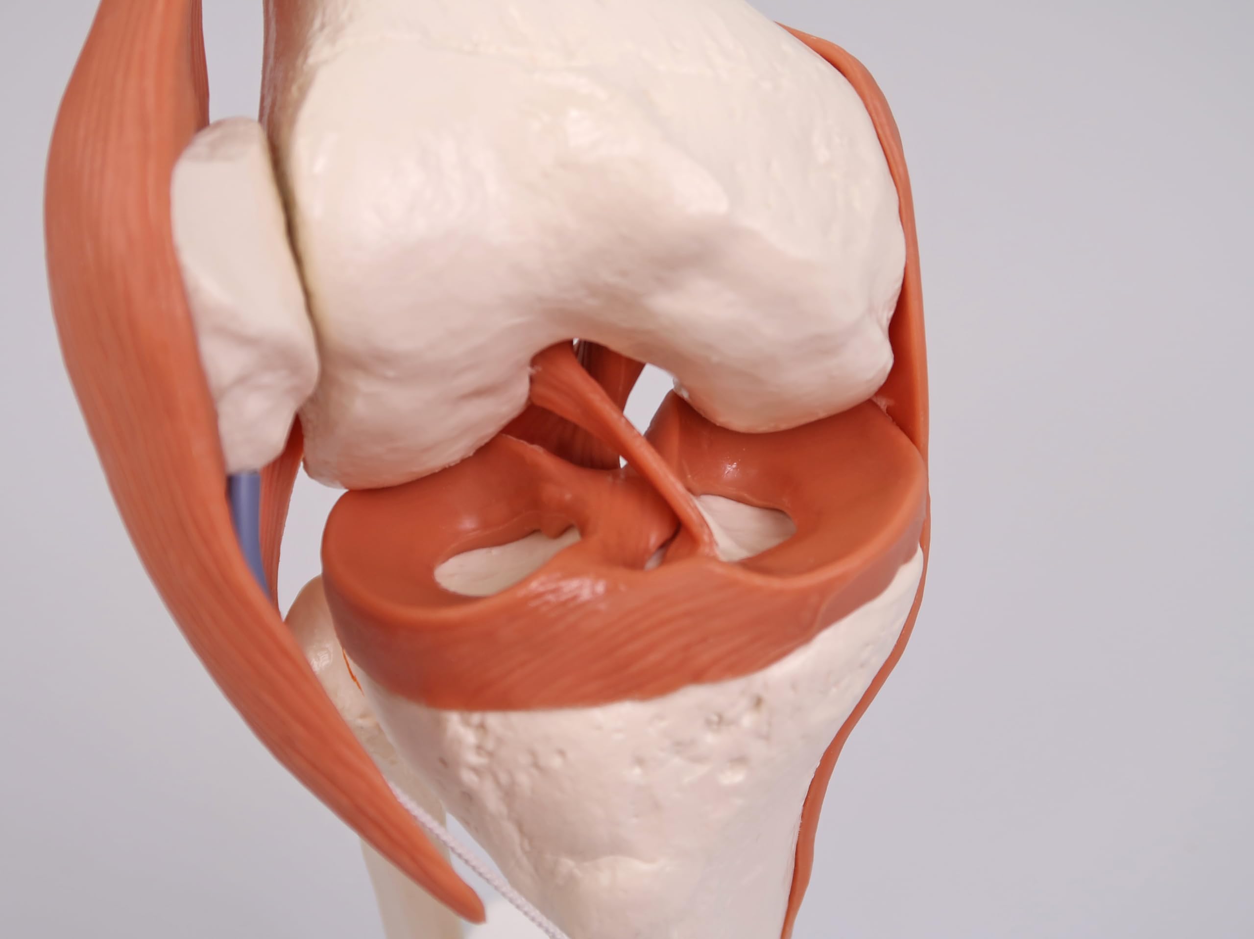 Amazon.co.jp: 可動型の膝関節模型，伸縮性のある靭帯付き - 膝