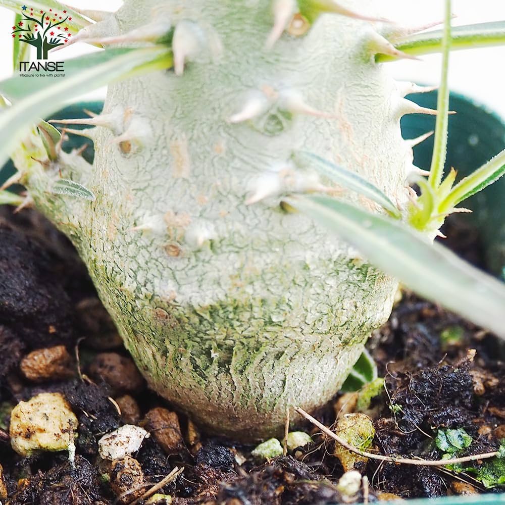 Amazon.co.jp: パキポディウム・カクチペス 2.5号鉢 Lサイズ 3個