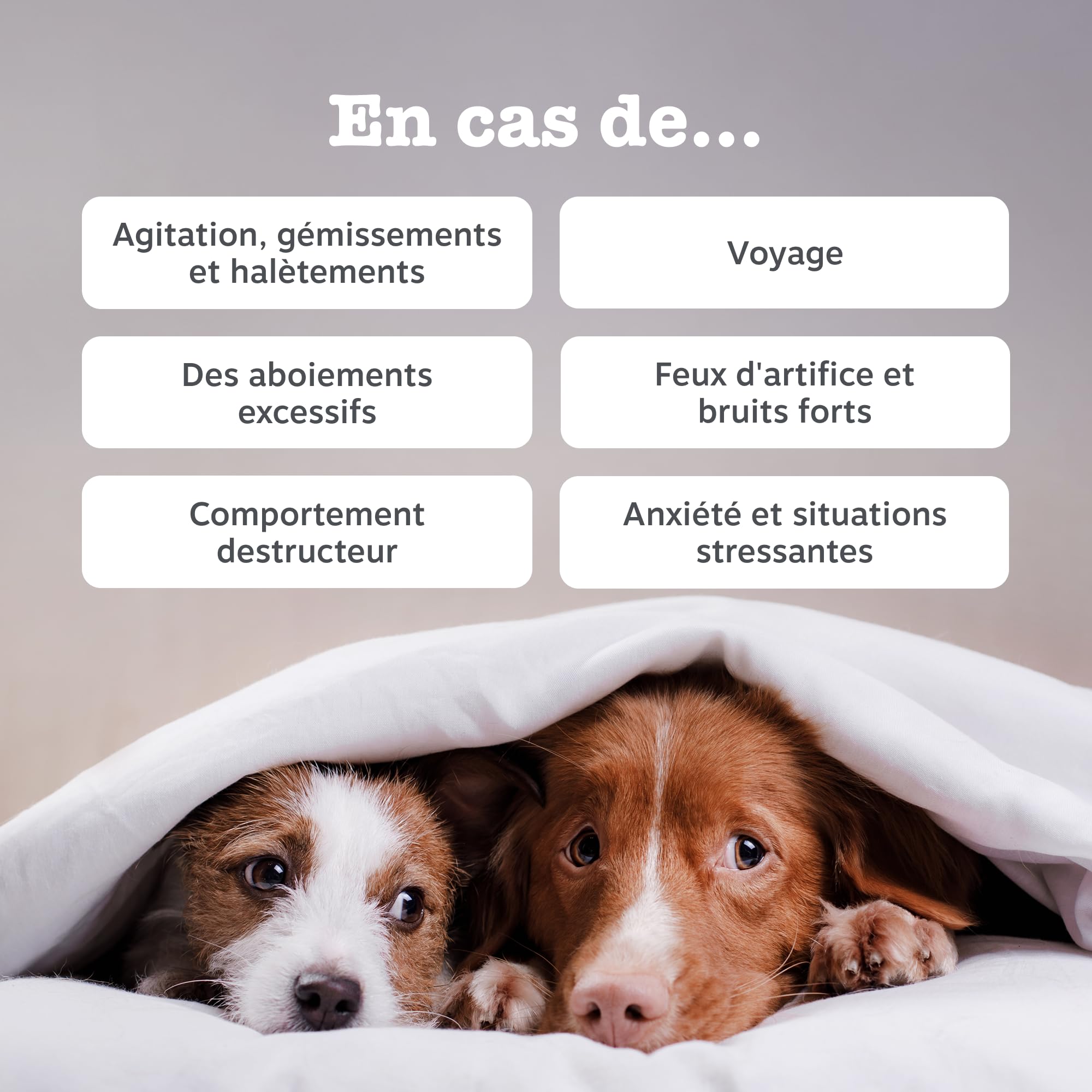 Zesty Paws Bouchées Relaxantes Chien | Calme, Détente et Bien-être | Contre Le Stress, Hyperactivité et Anxiété de Séparation | Thé Vert, Ashwagandha, L-Tryptophane | Usage Quotidien | 90 Bouchées