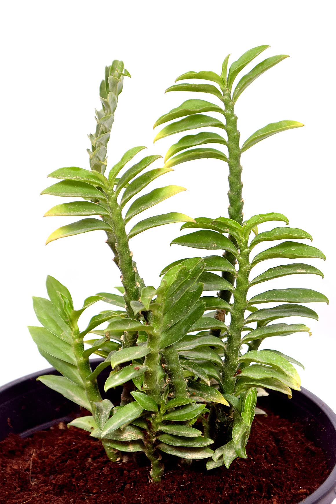 EverSneh Real Live Rare Plant DevilS Backbone Green Indoor Low Light Plant Live Gardening Home Decoration Hanging Basket (Healthy Plant) (B0B42XD4LP) Amazon Price History, Amazon Price Tracker