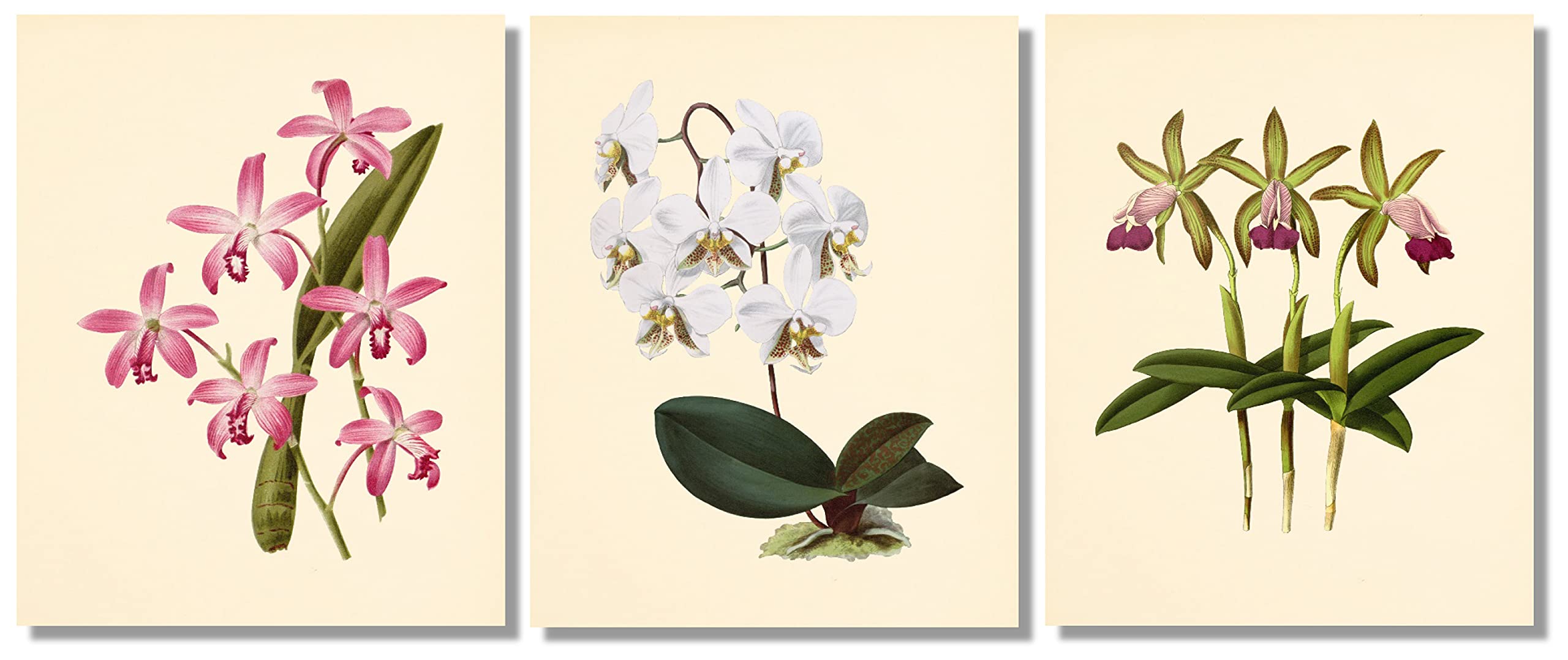 Amazon.com: Vintage Orchid Botanical Wall Art Set of 6 – 8x10