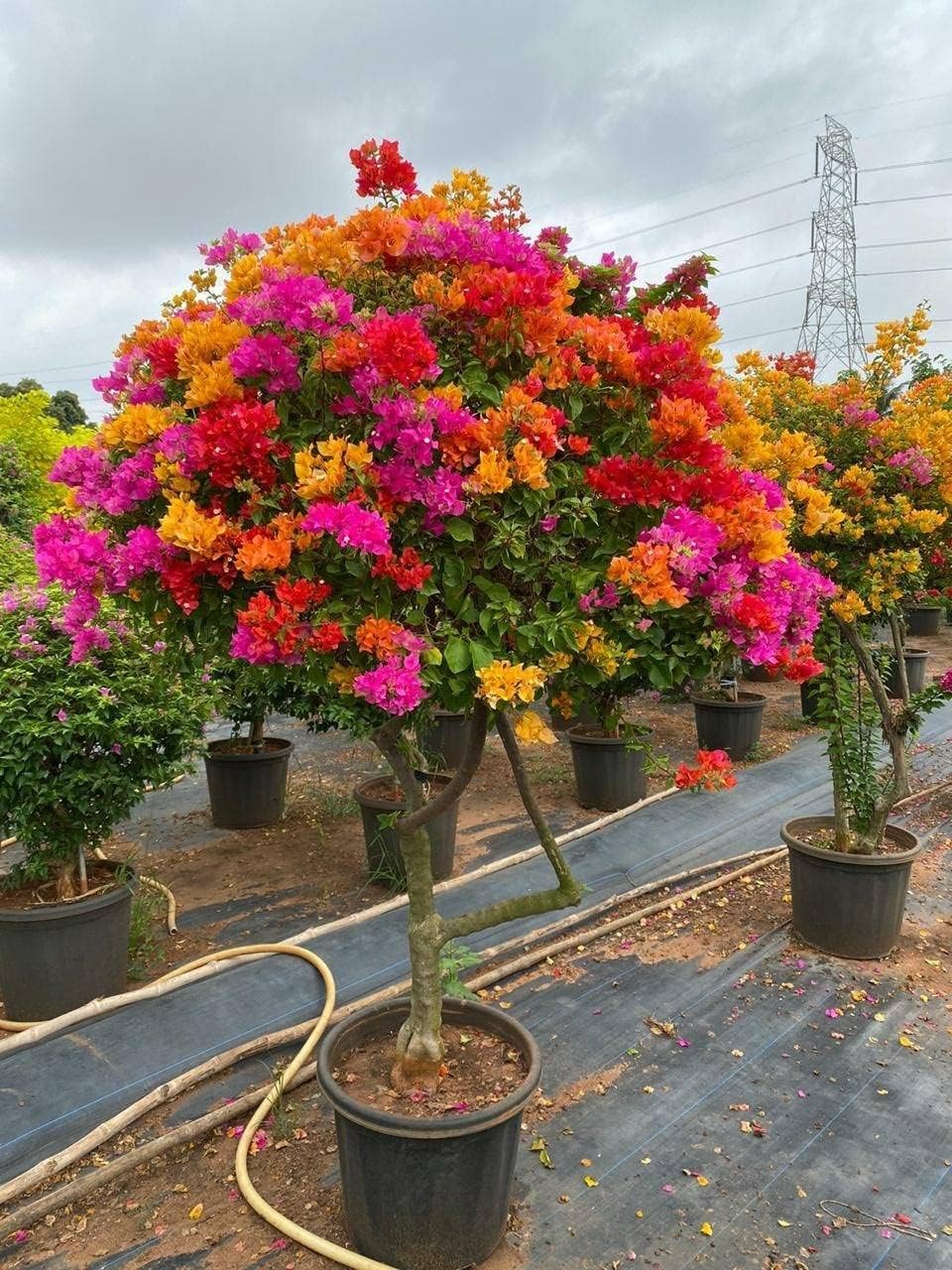 BeGrin 5-7 Colour Multi Grafted Bougainvillea Kagoj Flower Live Plant paper flower Nyctaginaceae Paperflower Height 1.5-1.8 ft Blooming in 2 Months Without Pot (B0D1D5GBY6) Amazon Price History, Amazon Price Tracker