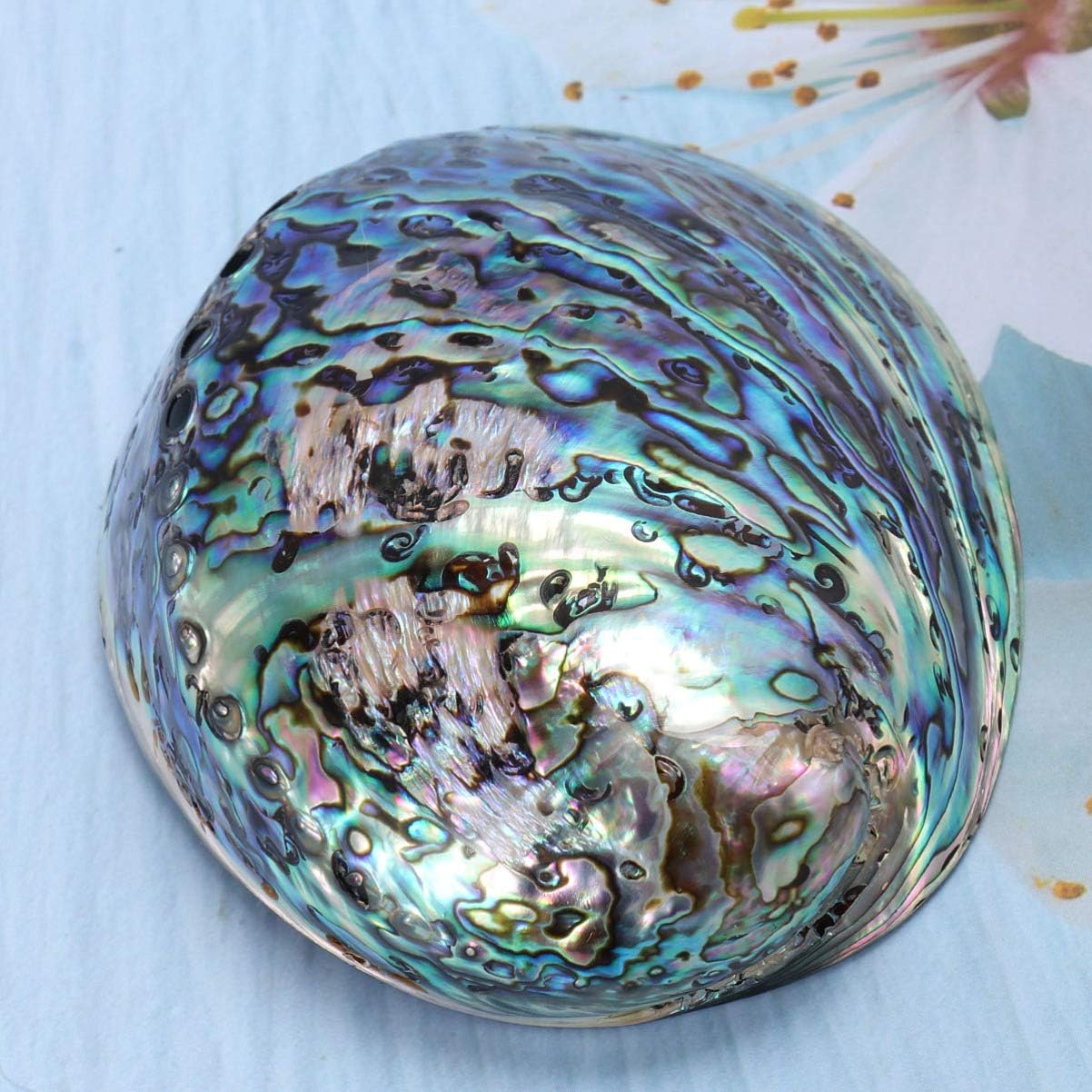 BESPORTBLE Natural Polished Abalone Shell for Smudging, Cleansing Incense Burning Home Fragrance Yoga Meditation 10-12cm