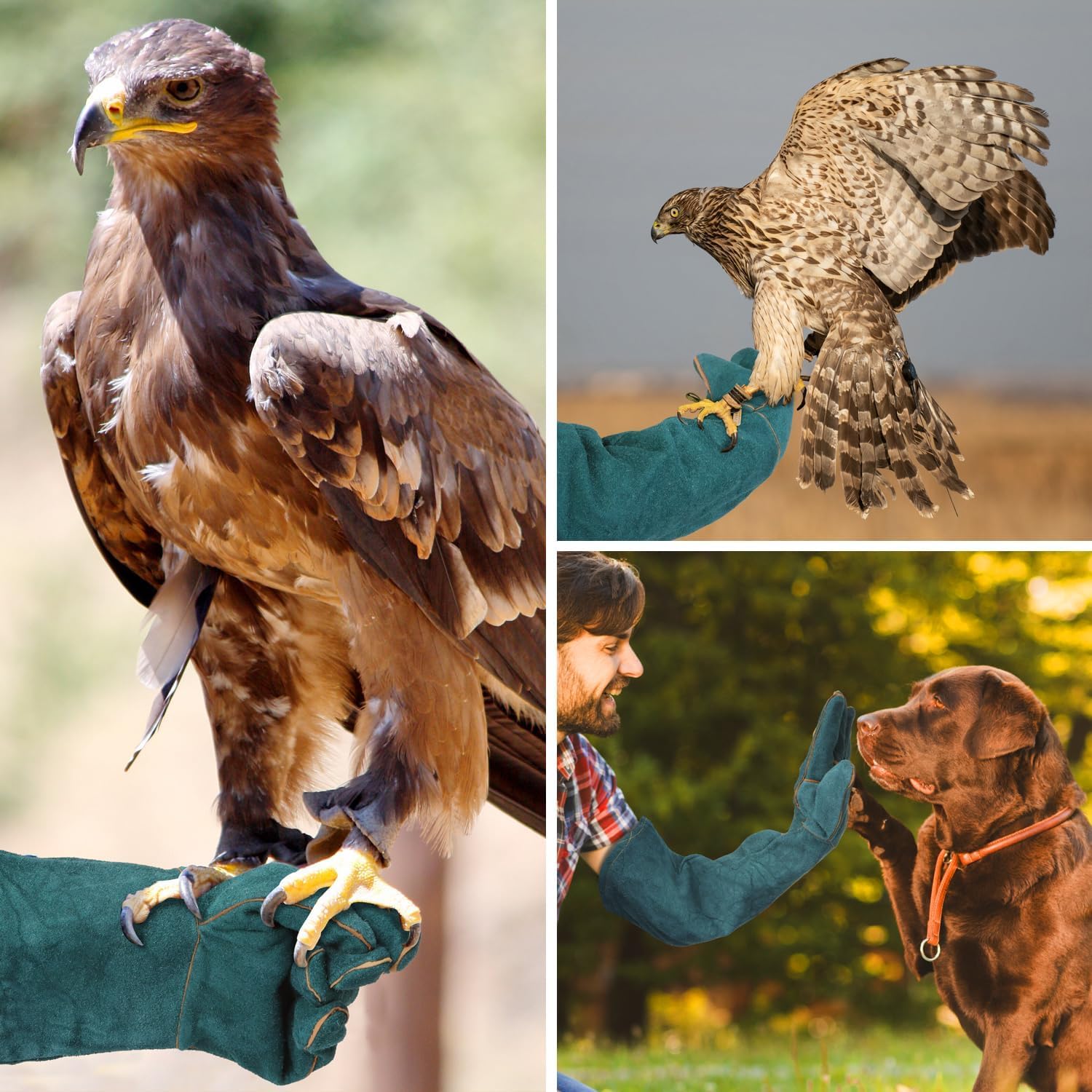 Lederhandschuhe für Tierhandhabung – flexibel für die Tierpflege und Gartenarbeit, langlebiges Design, ideal für sichere und bequeme Handhabung in verschiedenen Anwendungen