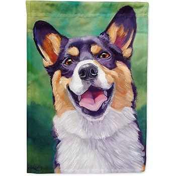 tricolor corgi