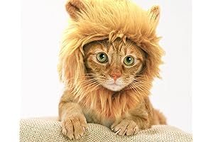 King Cat Costume: Unleash the Feline King