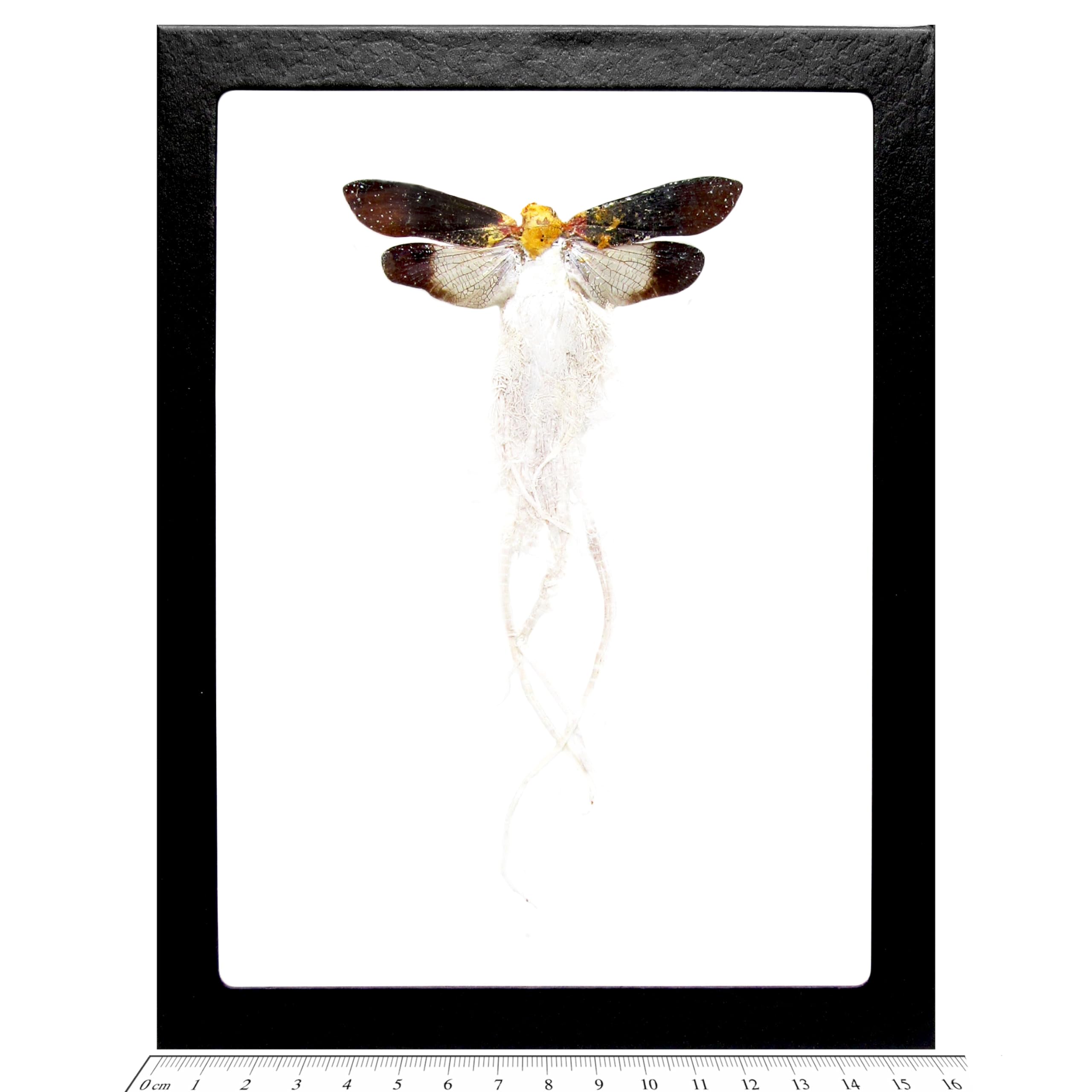 BicBugs Cerogenes auricoma REAL FRAMED LEAF HOPPER LONG WAX TAILS CENTRAL AMERICA