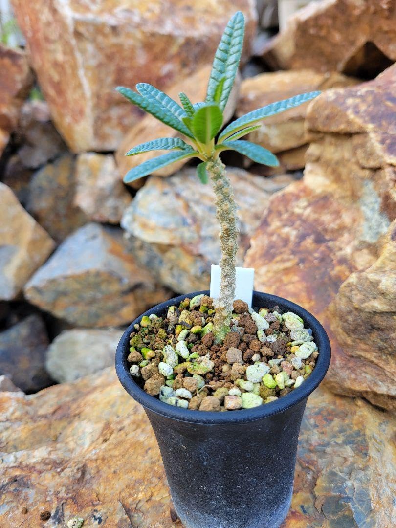 発根済み　ドルステニア　ギガス　ブラータ　挿し木　鉢ごと発送 発根済みドルステニアギガスブラータ挿し木鉢ごと発送