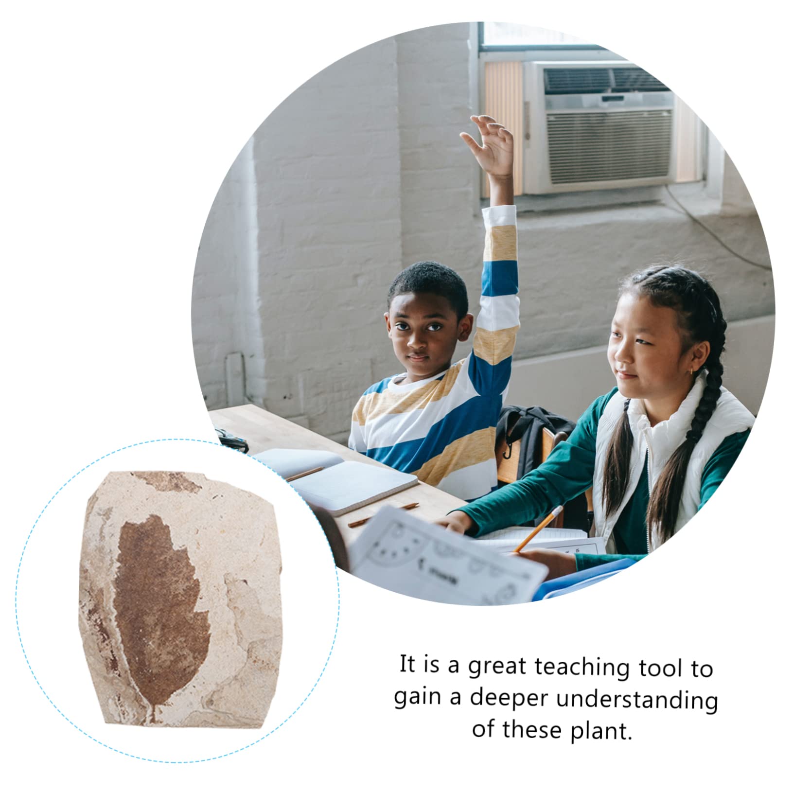 ERINGOGO Plant Fossilized Plant Leaf Ginkgo Leaf Specimen Decor Plants Paleontology Collection Adornment Education Real