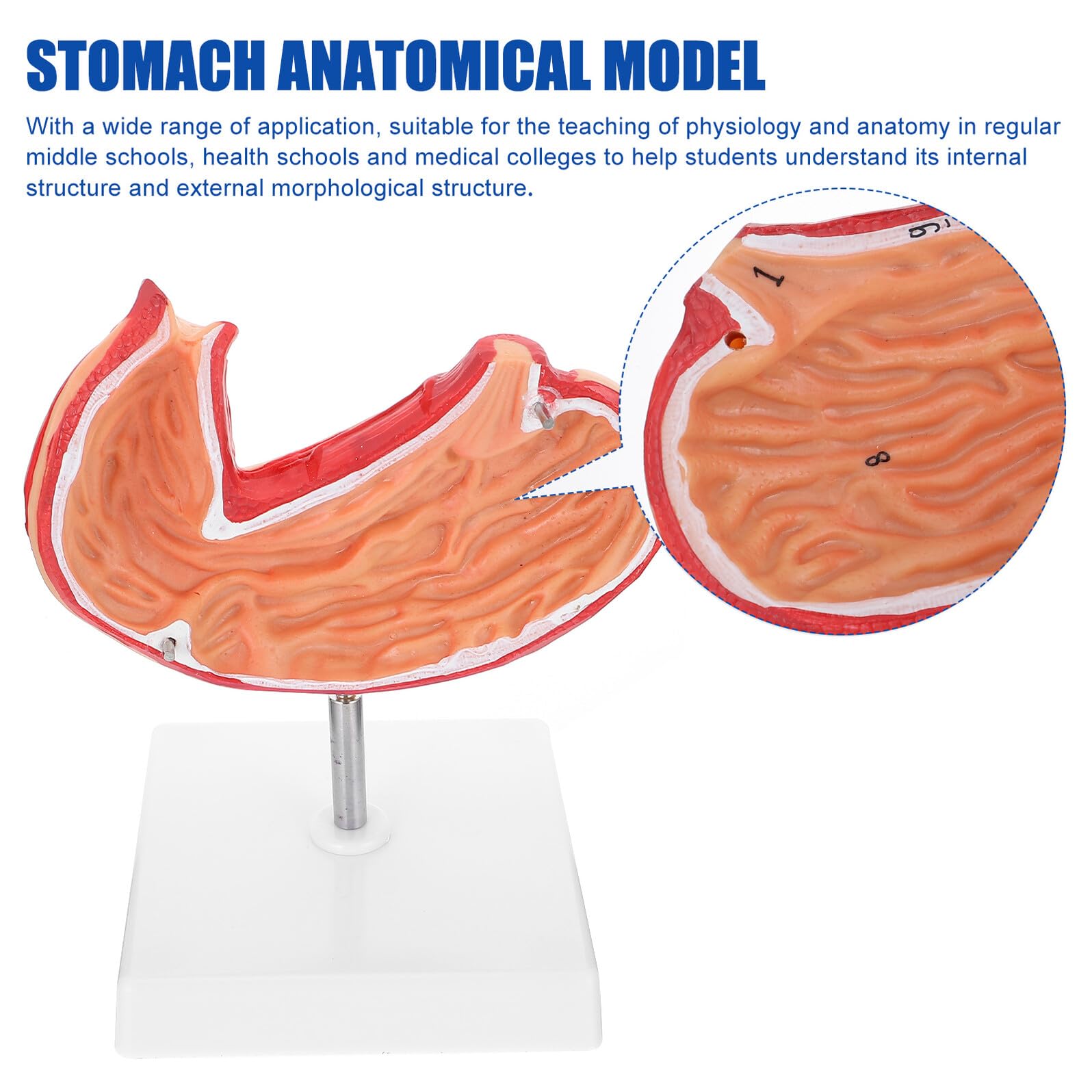 VALICLUD Magen Anatomisches Modell Medizinisches Schulmodell Aus Langlebigem Material Realistisches Lehrmittel Für Biologie Und Naturwissenschaften