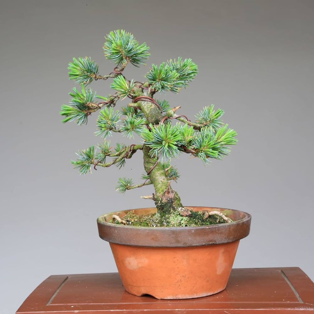 石*業様 【中品盆栽】吾妻五葉松 吾妻五葉松の盆栽を販売｜盆栽妙 – 盆栽妙 本店