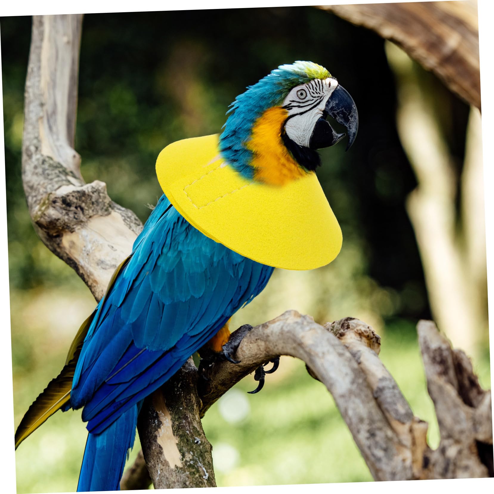 Collare Protettivo Per Pappagalli - Copertura Collo Anti Morso Per Uccelli Domestici - Taglie S, M, L - Foto 6