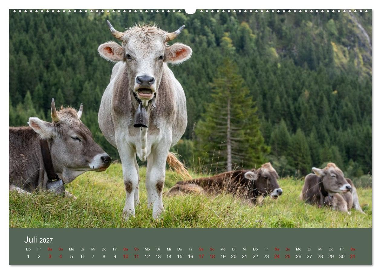 Allgäuer Rindvieh 2027 (hochwertiger Wandkalender 2027 DIN A2 quer), Kunstdruck in Hochglanz: Ein Kalender für alle Allgäu- und Kuhliebhaber. (CALVENDO Tiere)