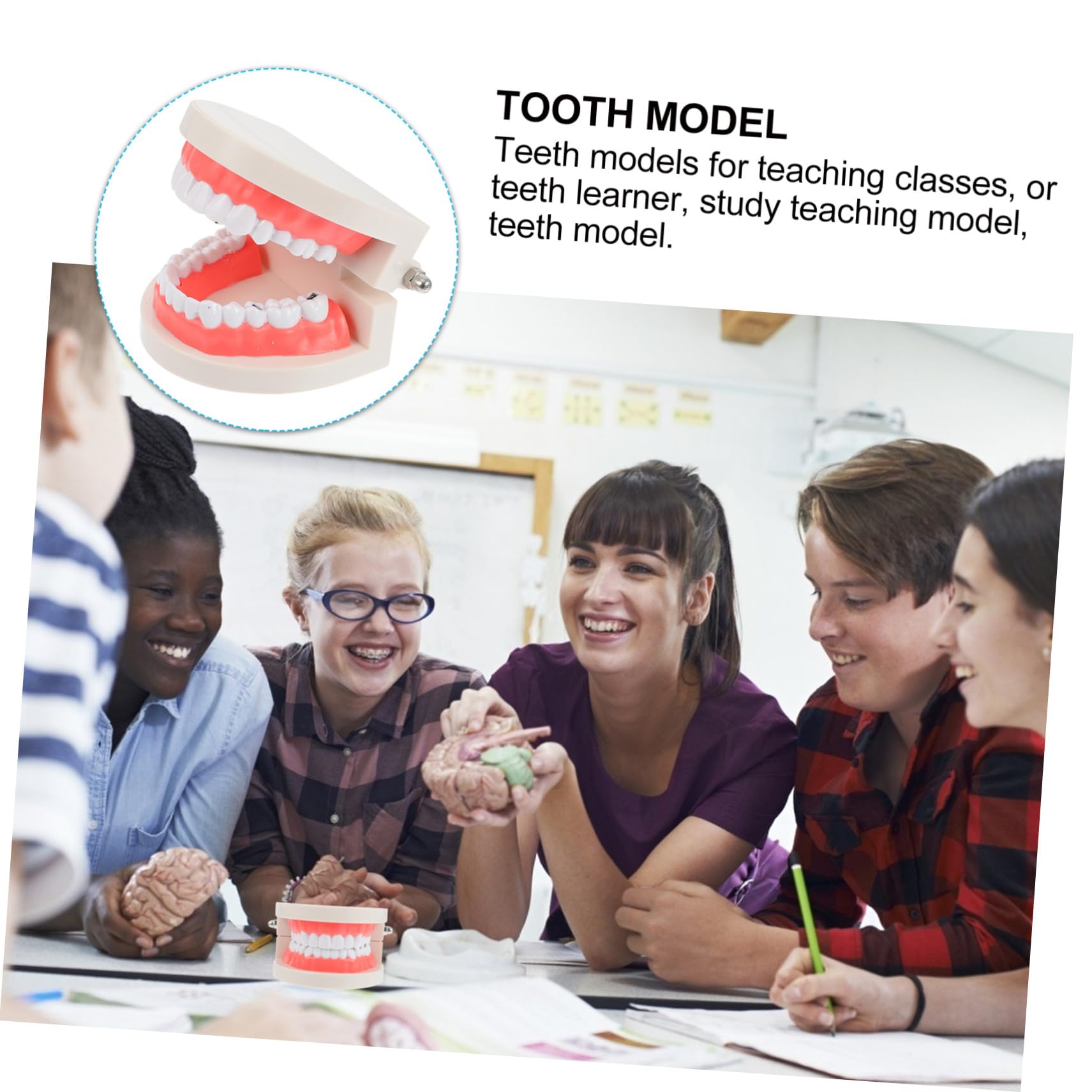 MAGICLULU Modèle de Dents pour Coordination Main-œil Blanc Éducatif en Résine Jouet Pédagogique pour Garçon et Filles pour École et Démonstration de Brossage Dentaire