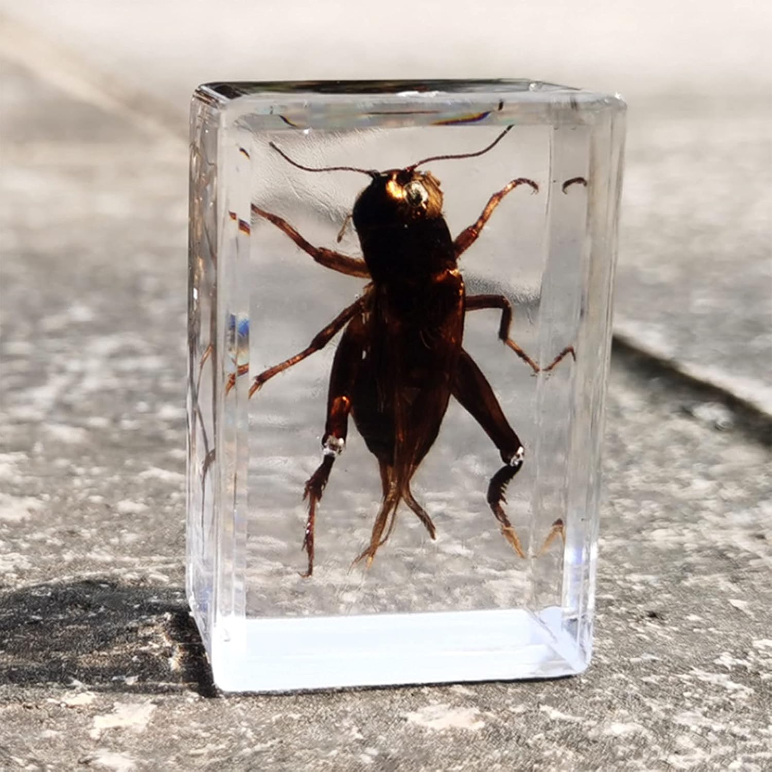 昆虫樹脂 文鎮剥製標本 剥製樹脂 本物の昆虫標本 透明樹脂クリエイティブ小さな装飾
