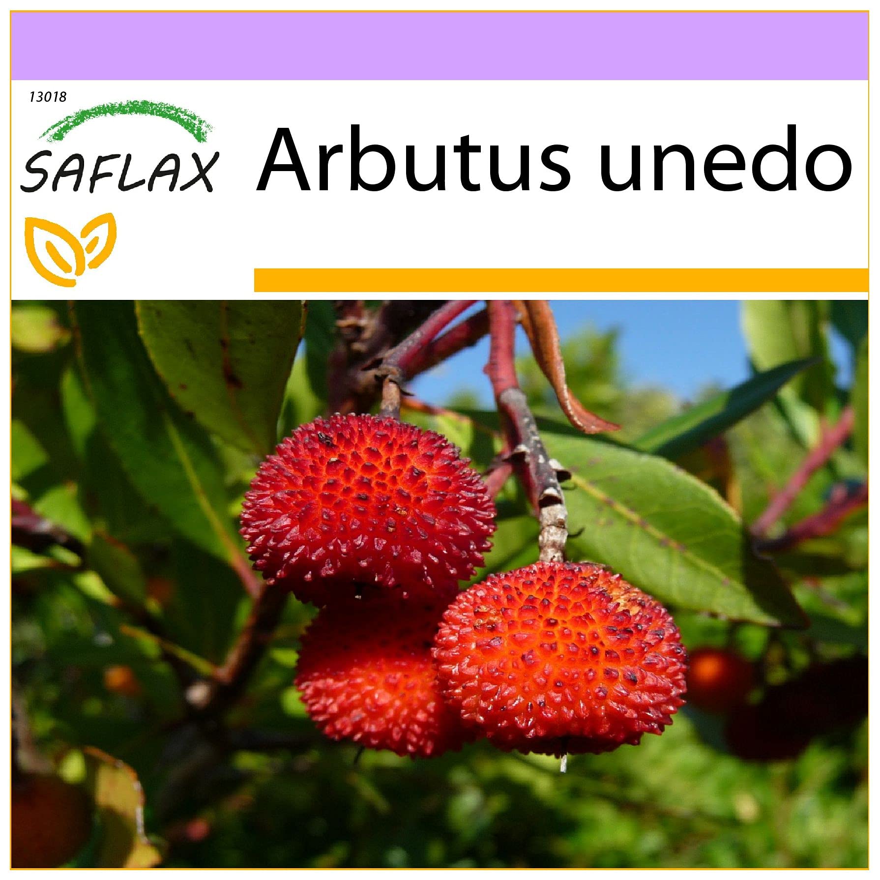 SAFLAX - Strawberry Tree - 50 Seeds - Arbutus unedo