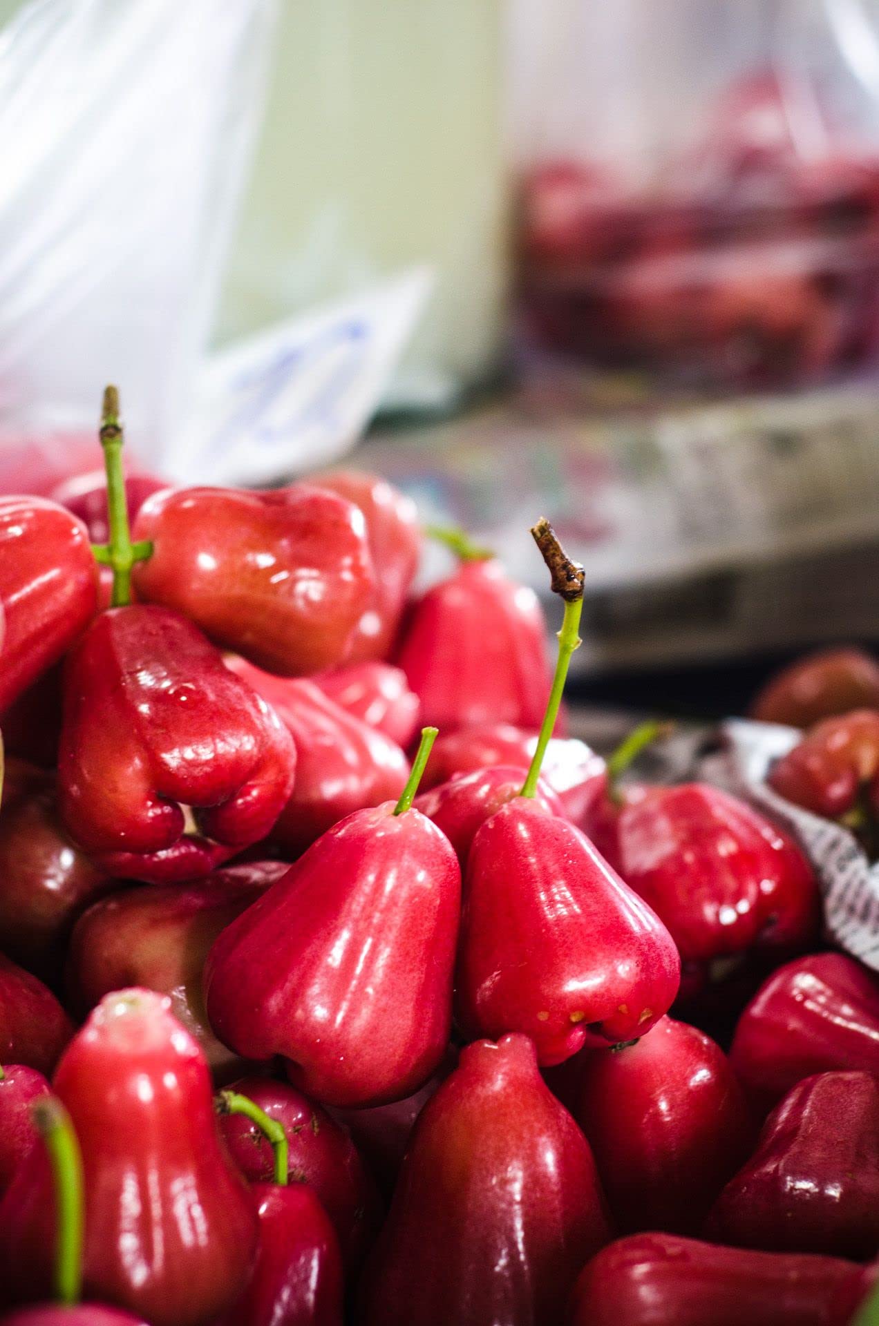 GREENERY NURSERY Red Water Apple Mala Apple Champa Java Apple Fruit Plant (1 Healthy Live Plant) 1